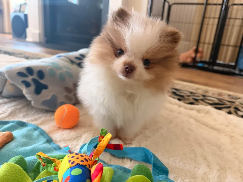 A&amp;J Cutie Pawtooties