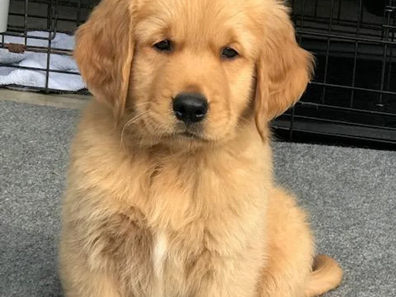 A &amp; J Golden Retrievers of Texas