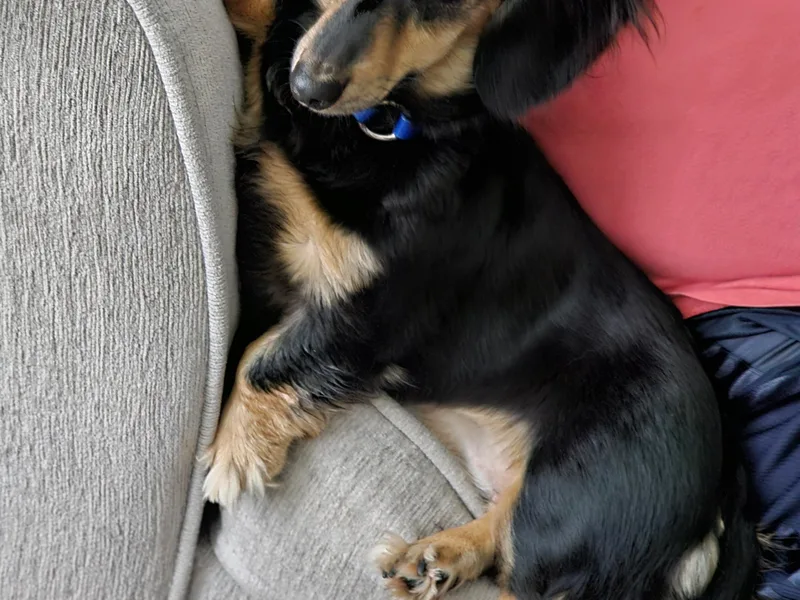 A &amp; J Miniature Dachshunds &amp; Bulldogs