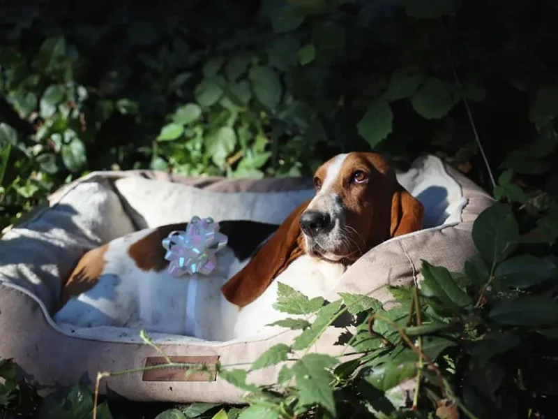 A&amp;J's Backyard Bassets