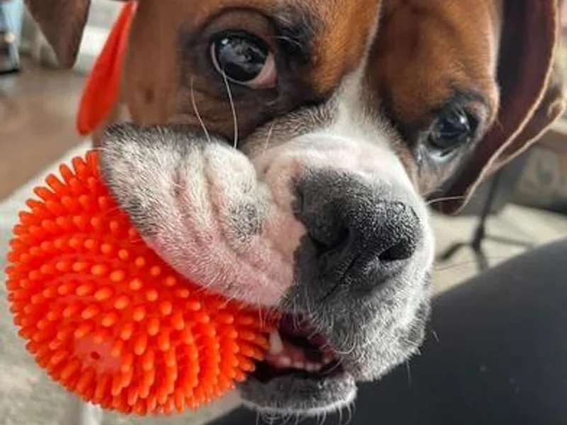 A&amp;j’s Boxer Baby’s Kennel