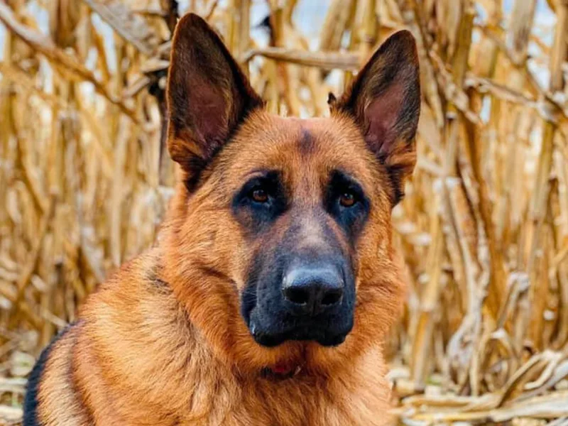 A&amp;K Elite Kennel’s