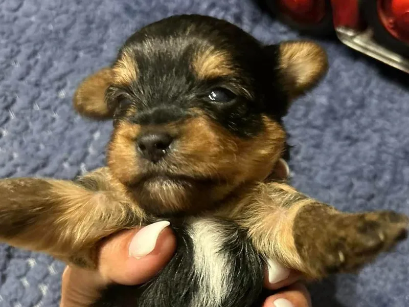 A&amp;K Yorkies