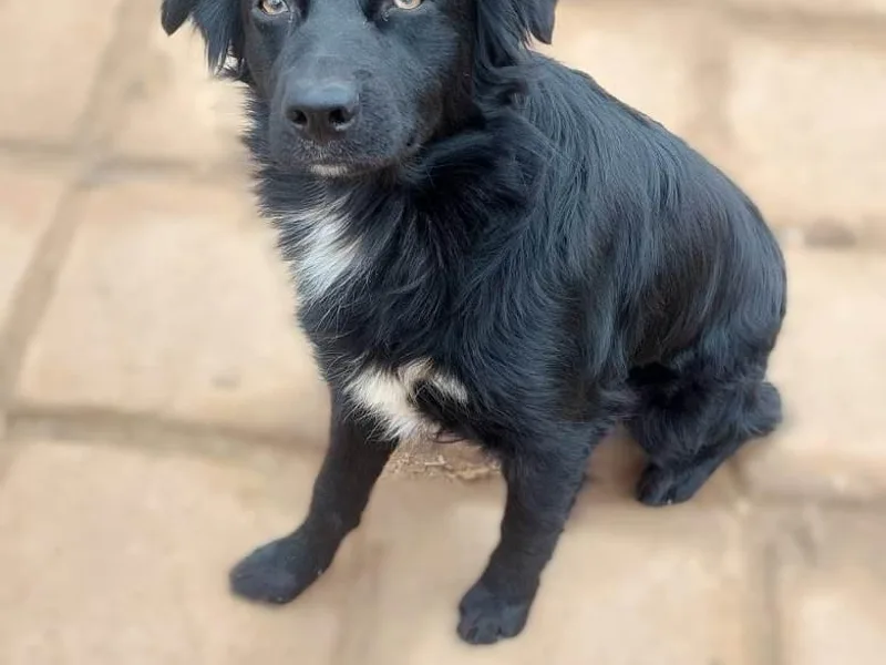 A&amp;M Australian Shepherds