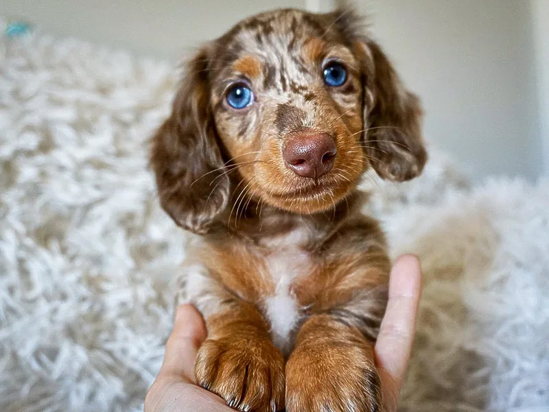 A&amp;M Dachshund Den