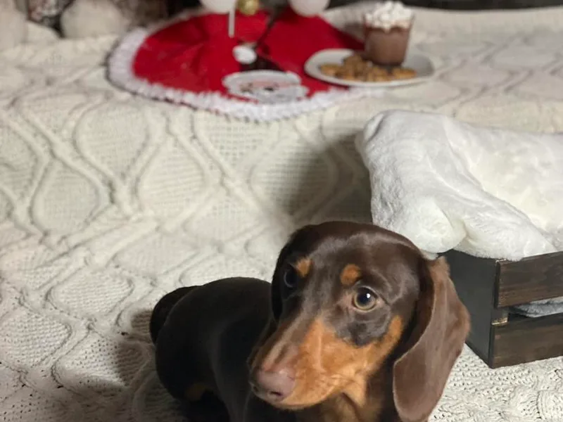 A&amp;M's Dachshunds
