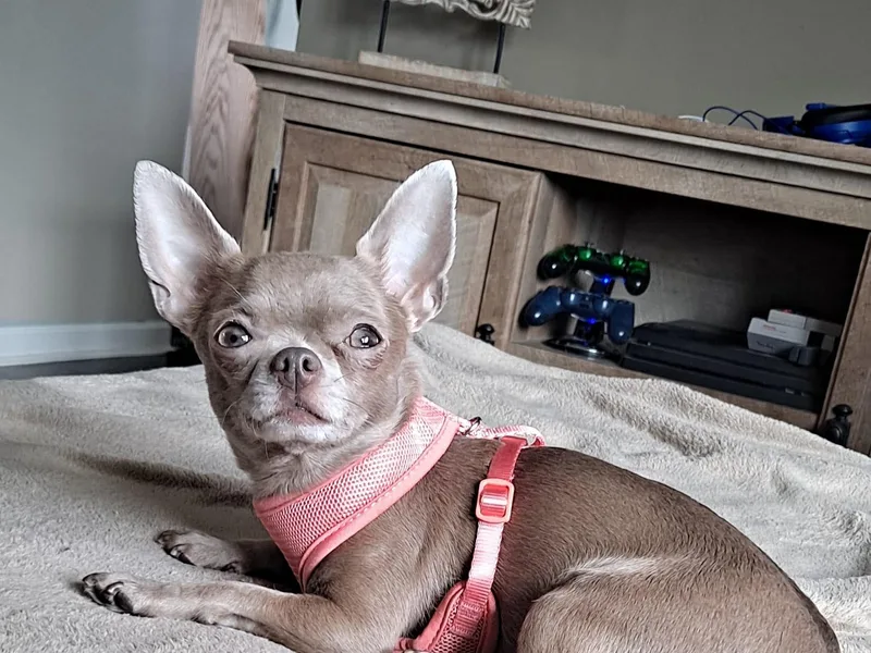 A &amp; O Cherished Chihuahuas