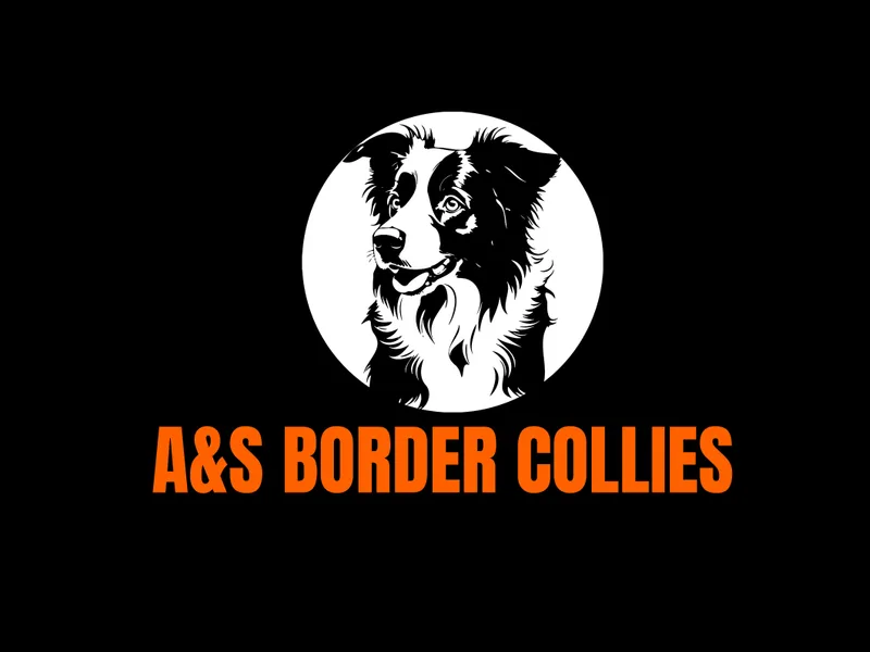 A&amp;S Border Collies