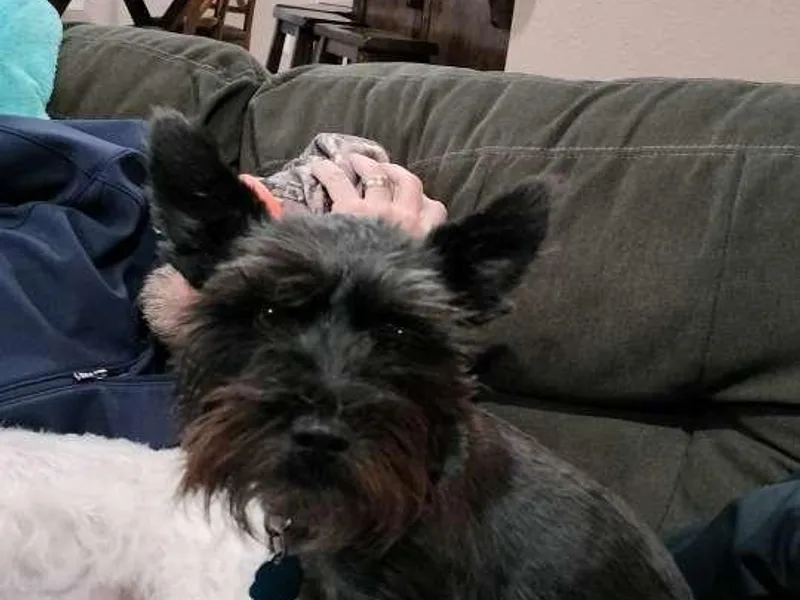 A&amp;W Miniature Schnauzers