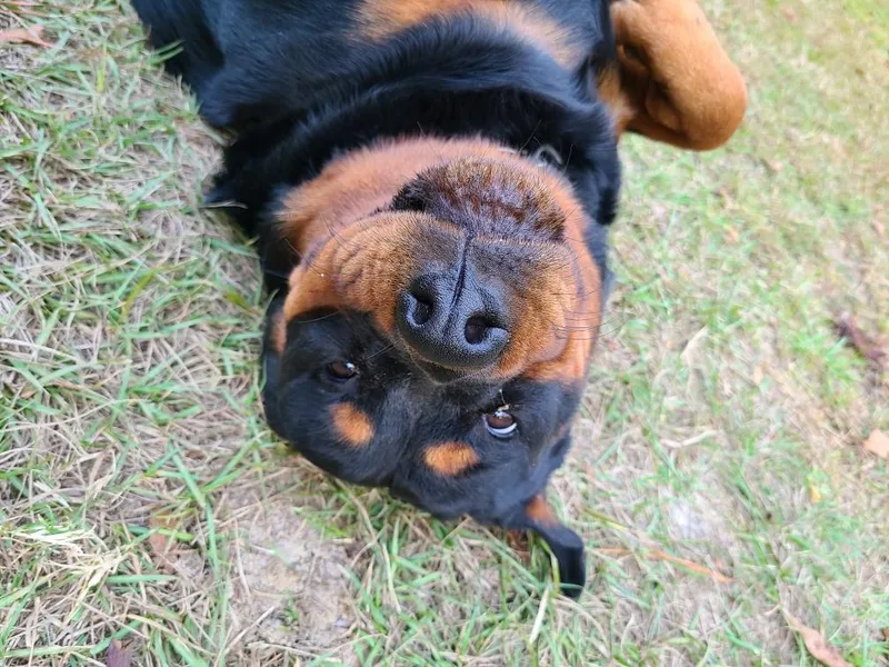 A &amp; Y Guardian Rottweiler