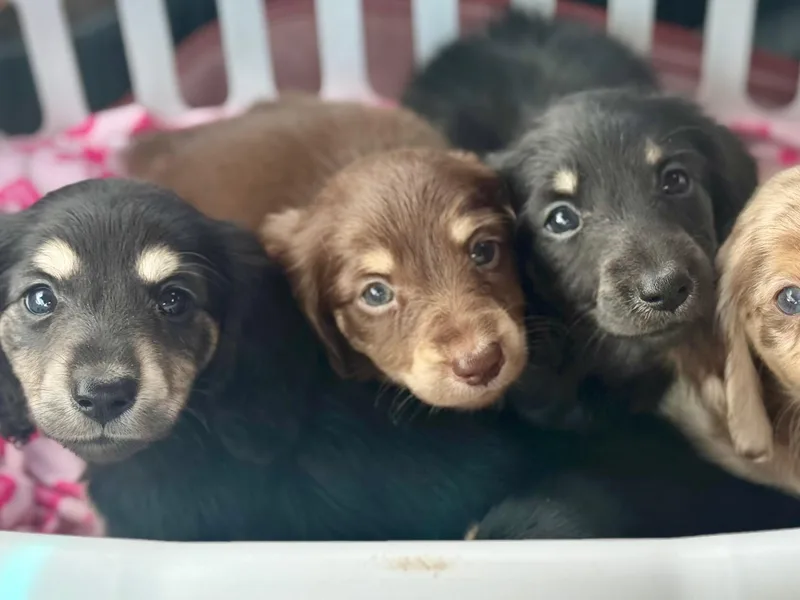 A&amp;Z Mini Dachshunds