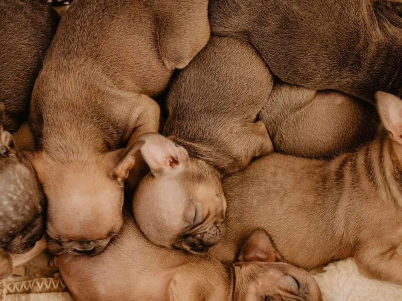 A BeautiBull Mess photo 1