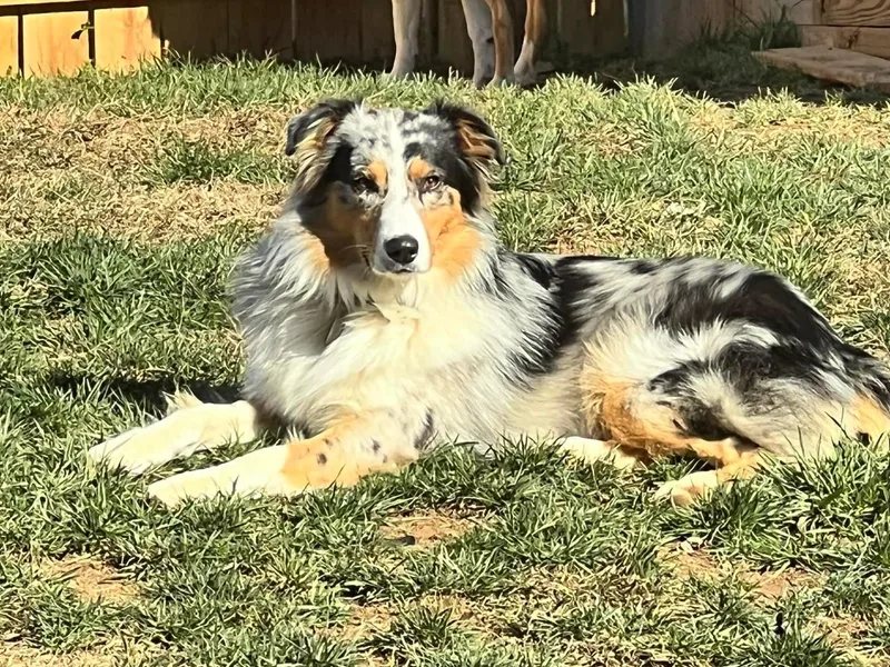 A Beautiful Soul Aussies