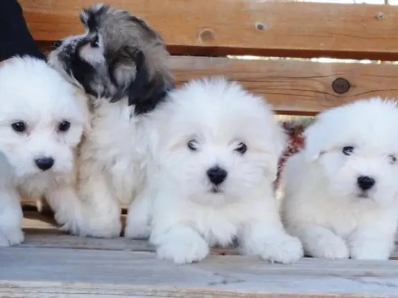 A Breed Apart Cotons photo 1