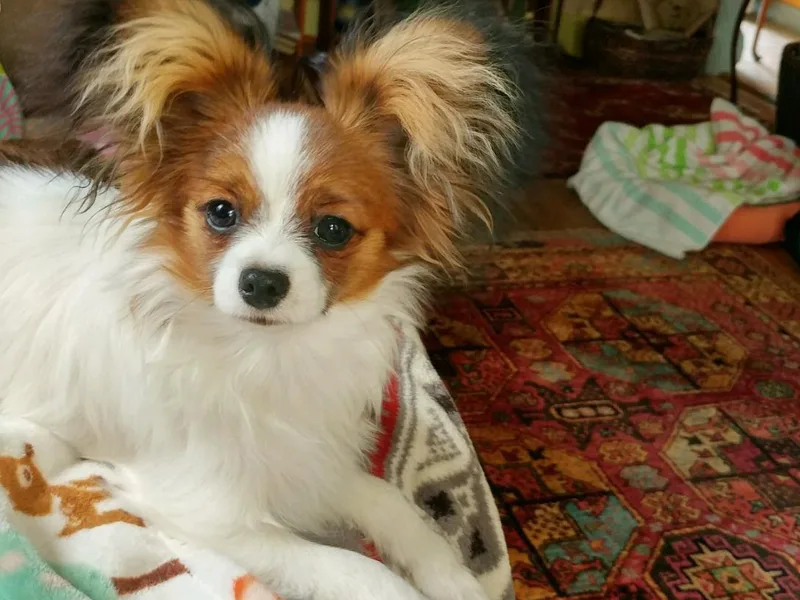 A Breed Apart Papillons