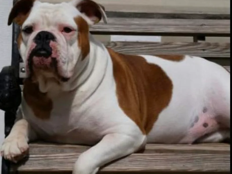 A-C Kennel and Breeders