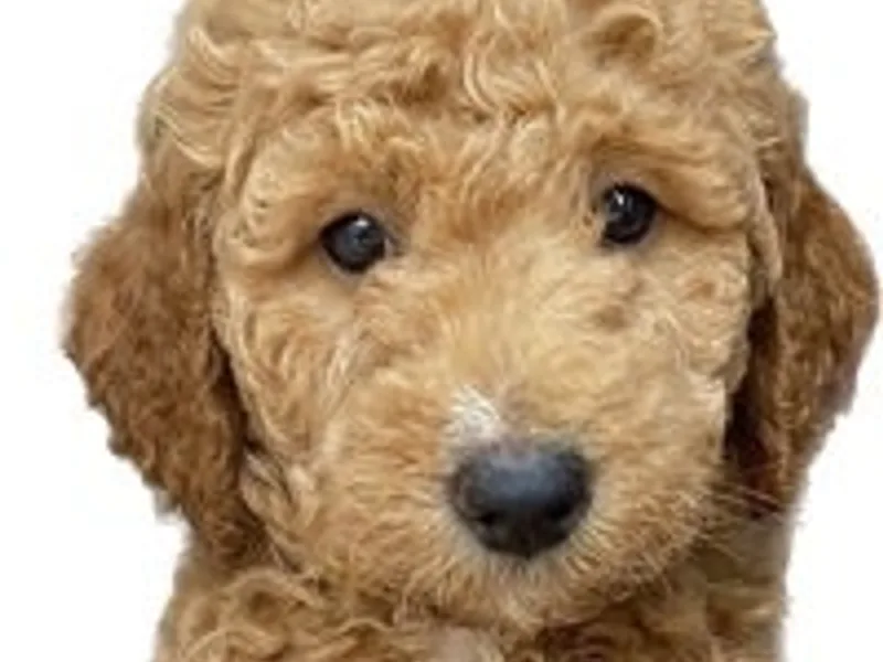 A.D Doodles 5 Star Licensed Breeder photo 1