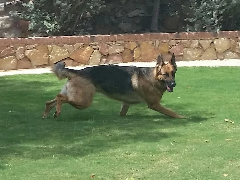 A Dogs Life Training and Education