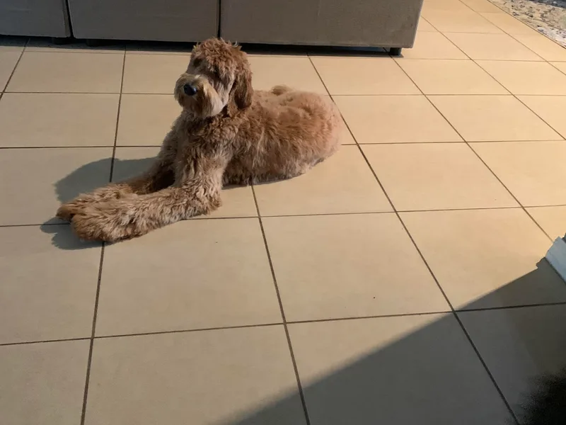 A Doodle Life, LLC photo 1