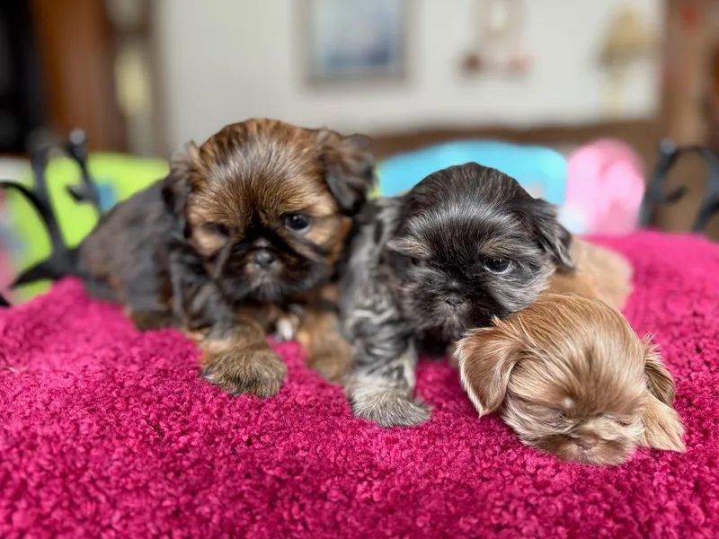 A furry piece of heaven