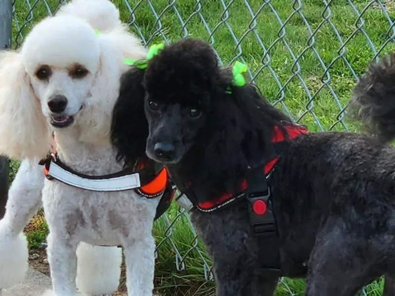 A  Gift from above kennel,  LLC