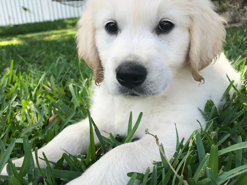 A Golden Paradise