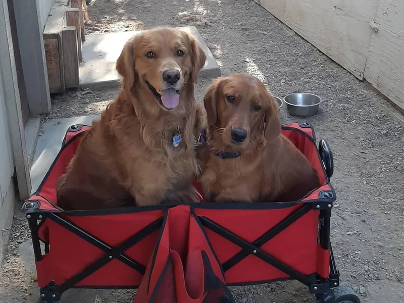 A Golden to Love