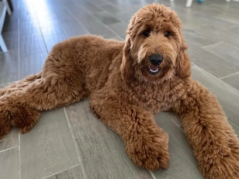 A Goldendoodle Named Honey
