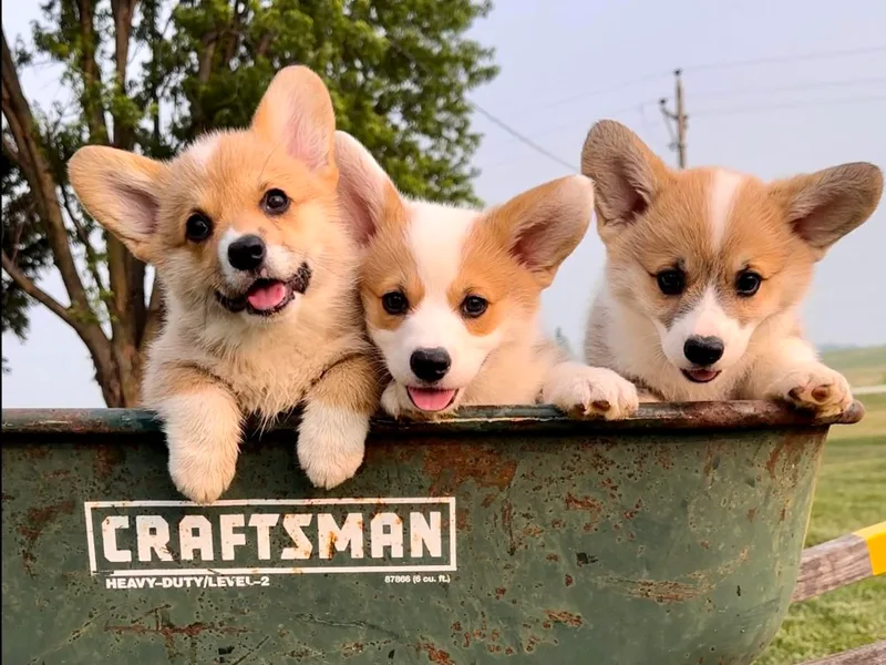 A Hurd of Corgis