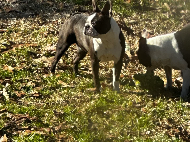 A-K Boston Terriers