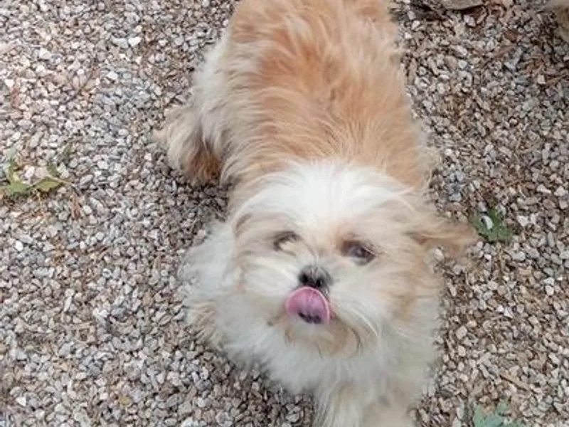 A.K. Brussels Griffon and Shiffons photo 1