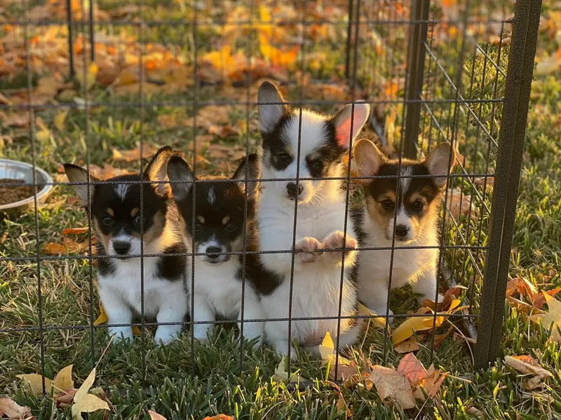 A/L Corgi Canines