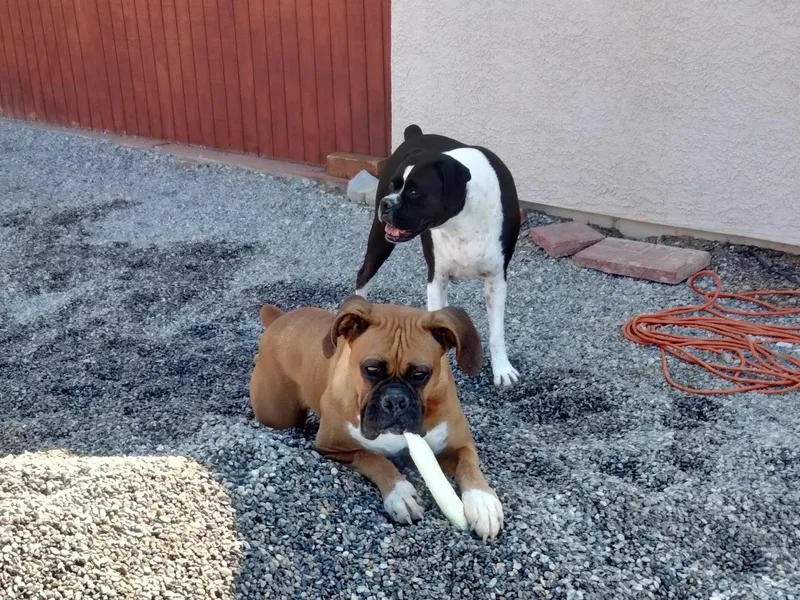 A-L Desert Boxers