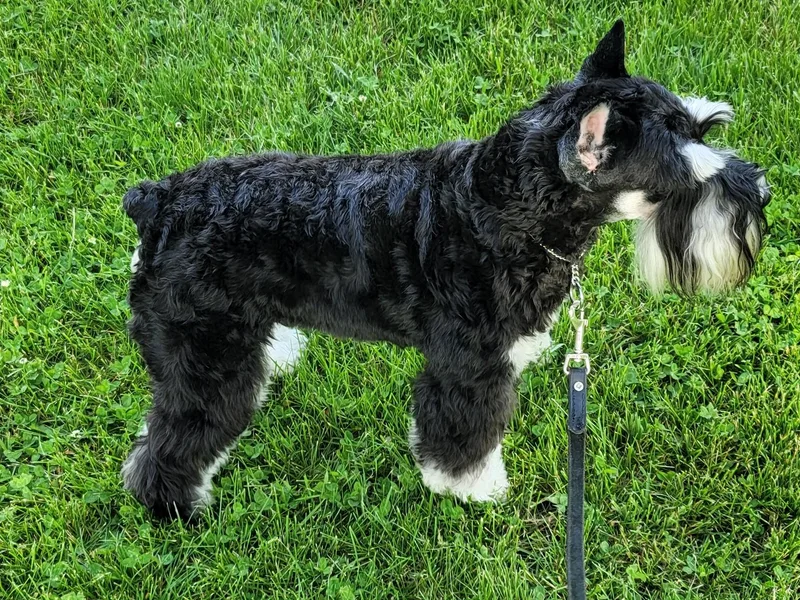 A'Lord Miniature Schnauzer