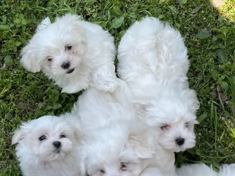 A Loving’s Maltese