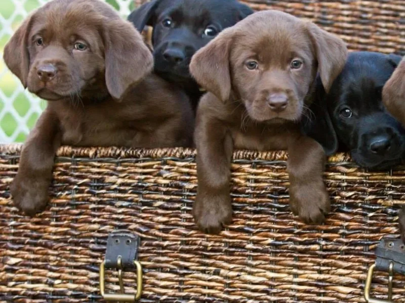 A Lucky Pup / Isenmann Retrievers