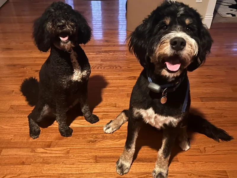 A MAYSING Bernedoodles