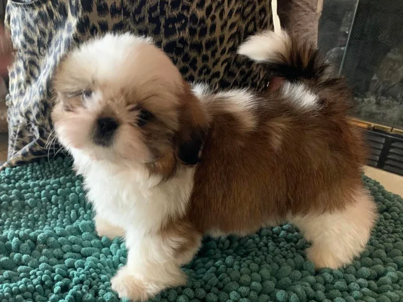 A Moment In Time Shih Tzu