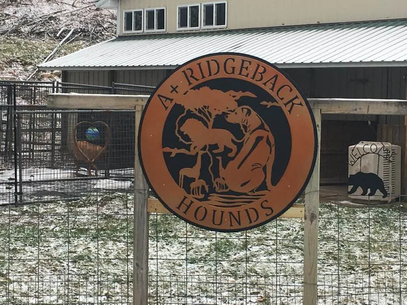 A Plus Ridgeback Hounds LLC