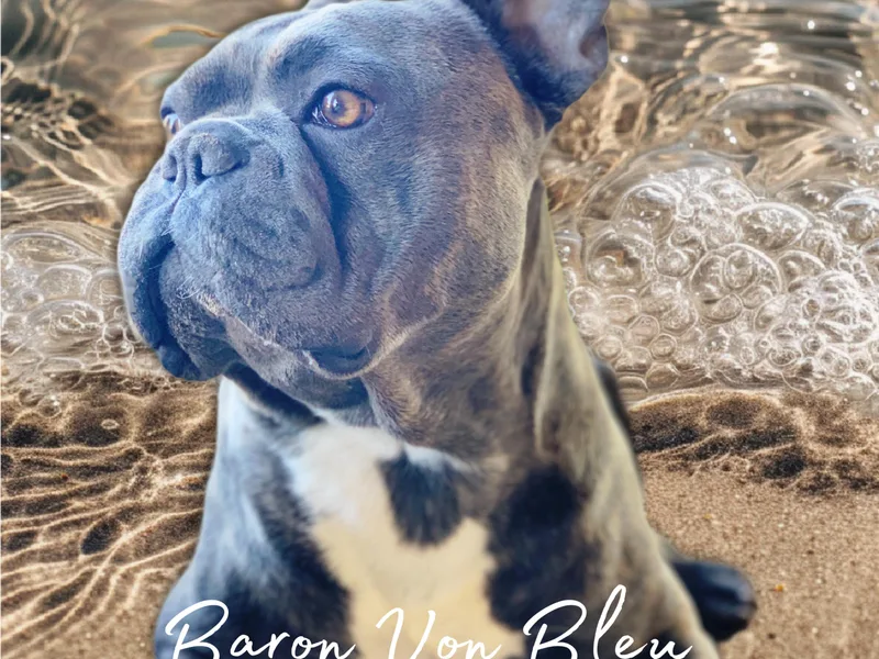 A Quality French Bulldogs AZ