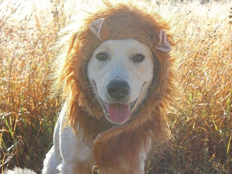 A Refined Canine photo 1