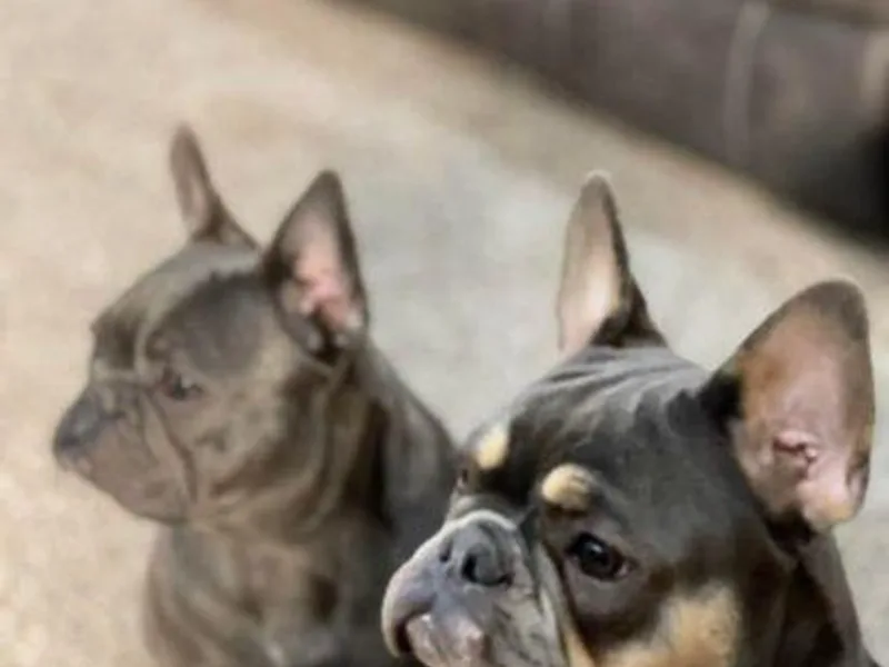A Royal Frenchie