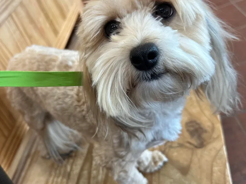 A Royal Havanese Court