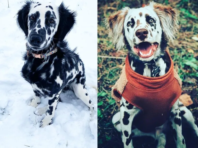 A’s Spots &amp; Dots Dalmatians