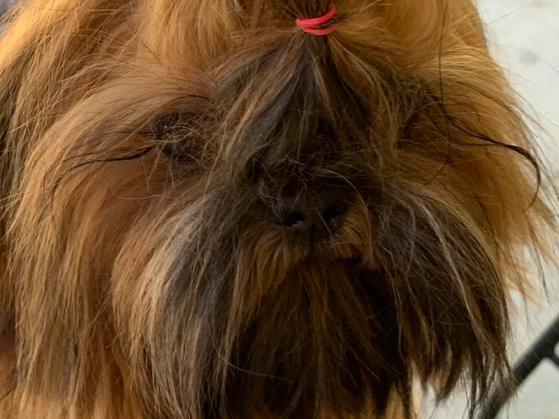 A Sassy Soul Shih-Tzu