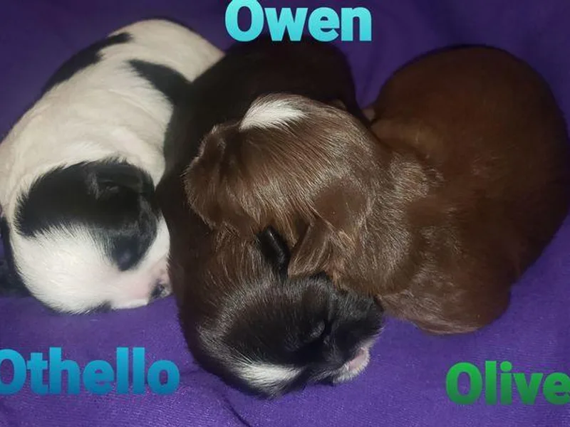 A Slice of Heaven's Shih Tzus