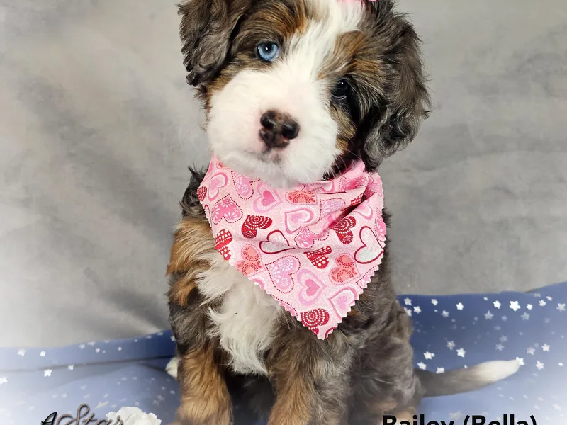 A Star is Born Doodles