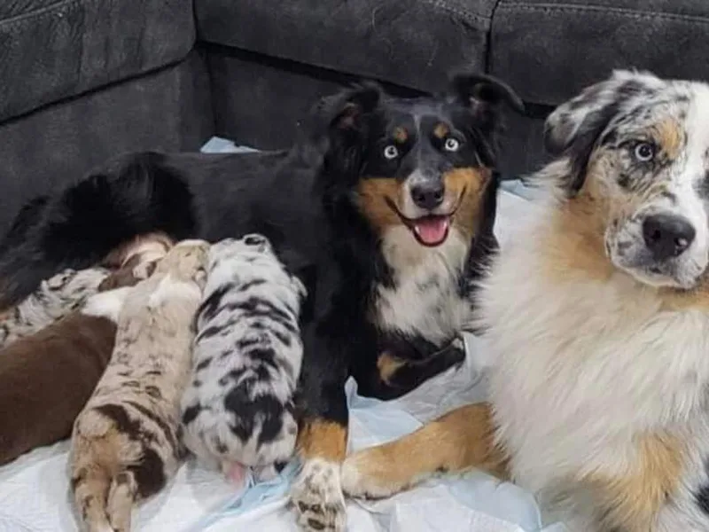 A to Z Australian Shepherds