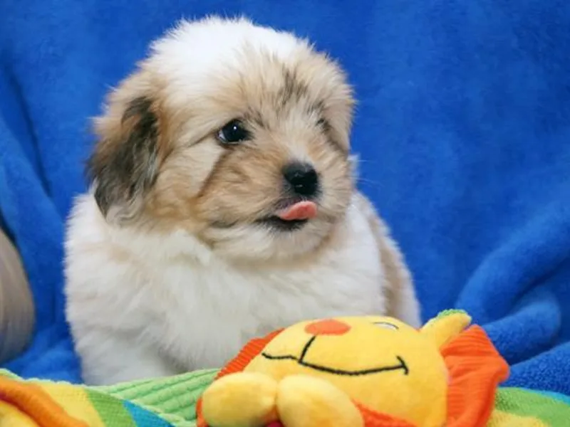 A Touch of Class Cotons