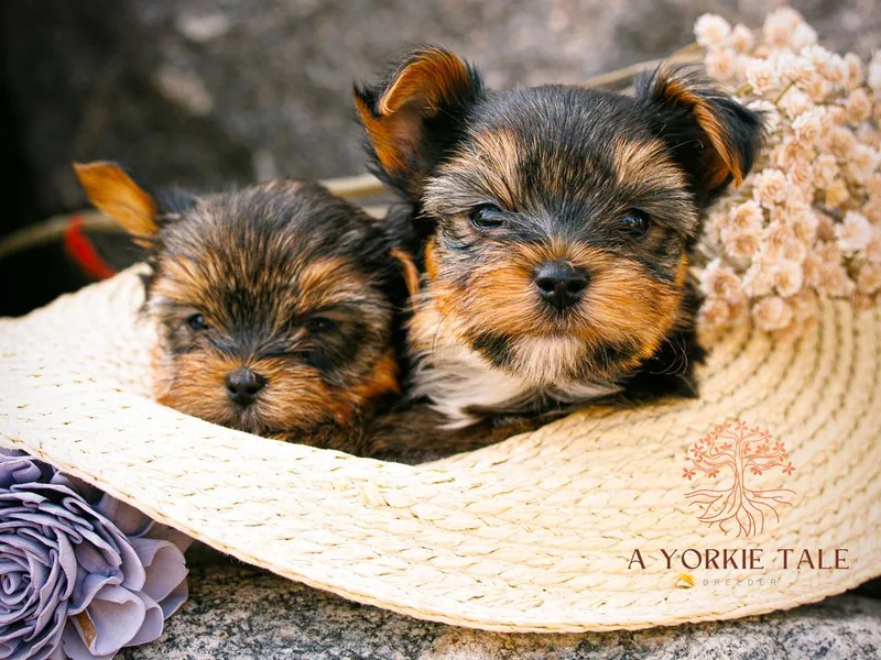 A Yorkie Tale